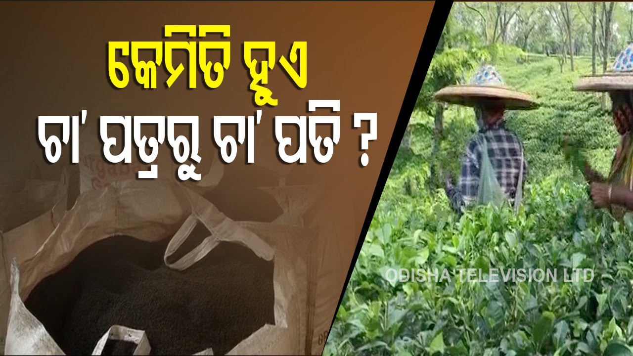 Tea Garden Activities Resumes In Tripura With Limited Staff