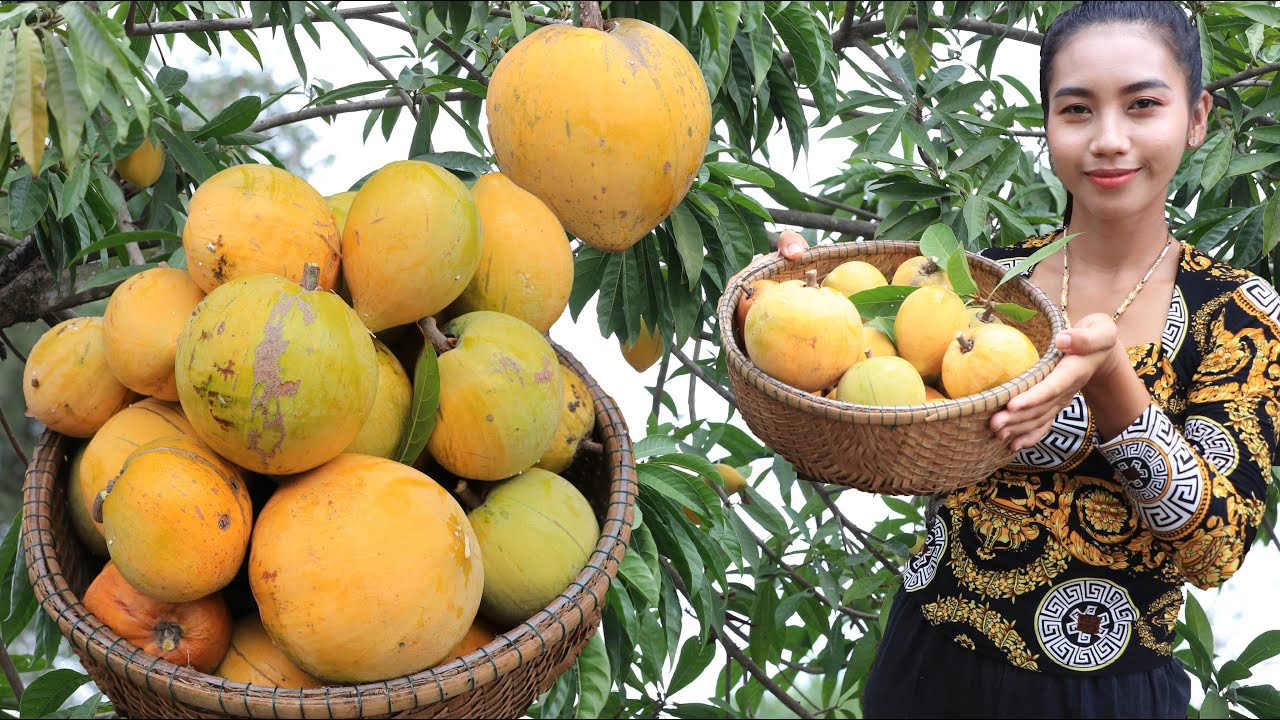 Pick Gold fruit in my homeland - Healthy fruit