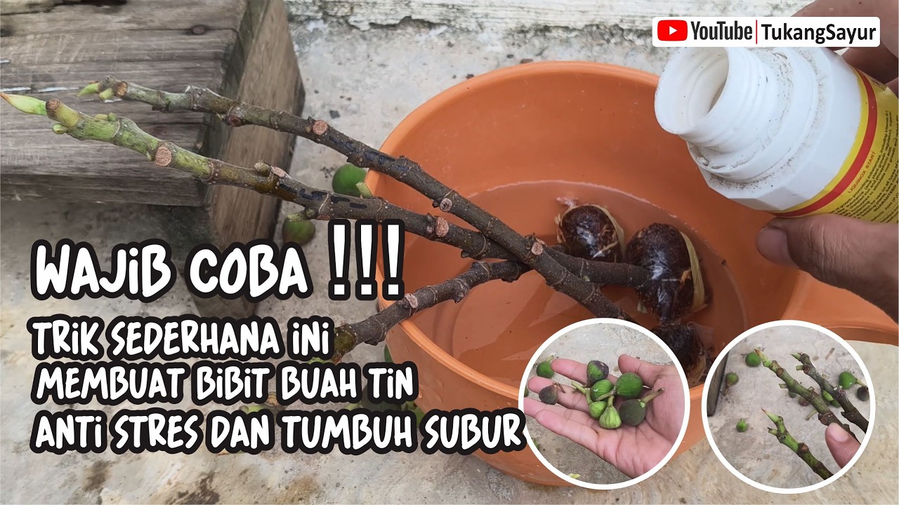 CARA MUDAH MEMBUAT BIBIT BUAH TIN TUMBUH SUBUR DAN ANTI STRES