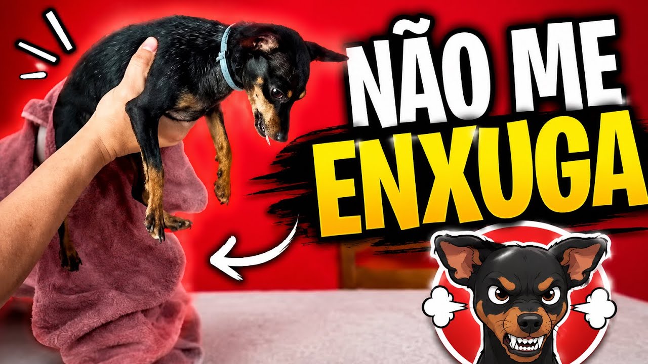 DAR BANHO É TRANQUILO, O PROBLEMA VEM DEPOIS #cachorro #pets #cachorrosdivertidos