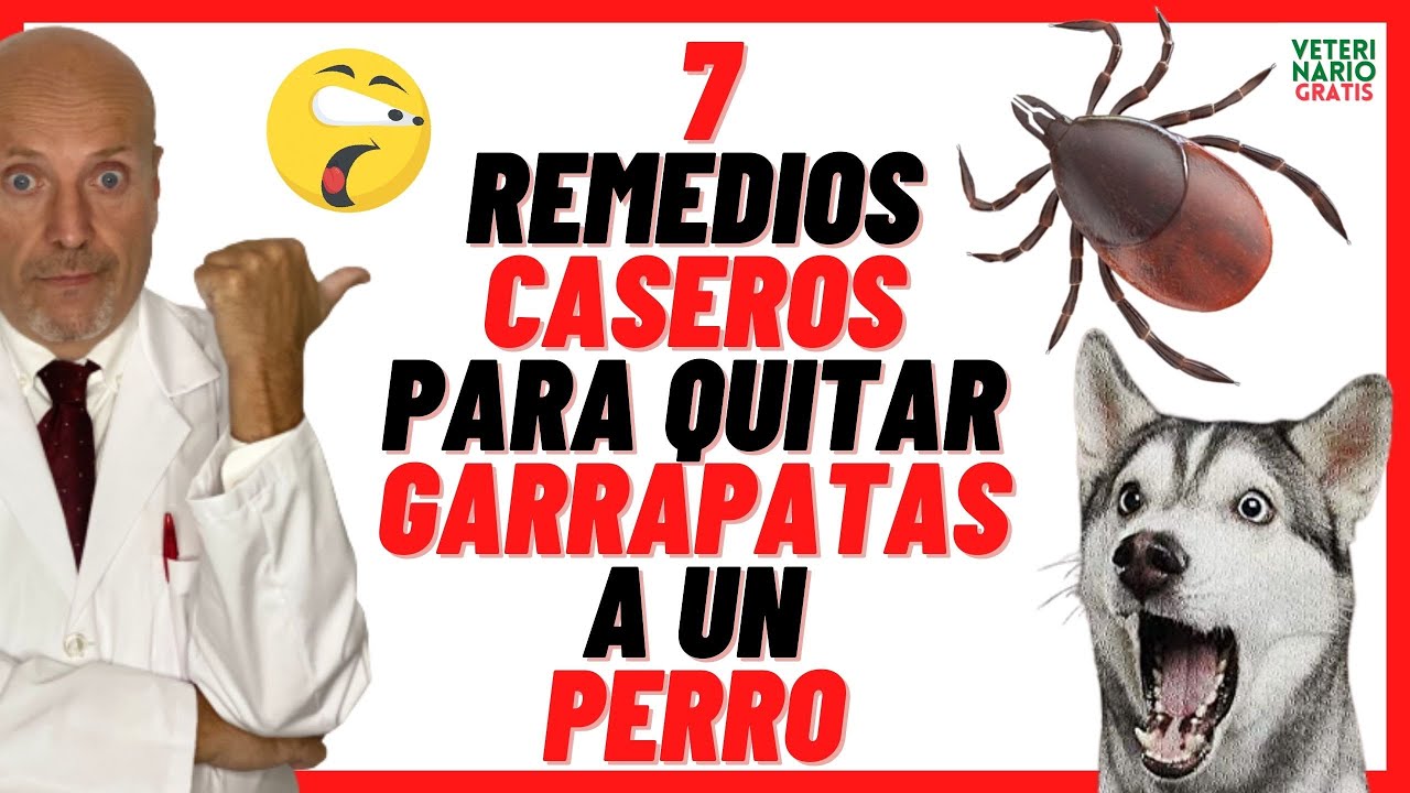 🟢 ¿CÓMO QUITAR Y ELIMINAR GARRAPATAS A UN PERRO CON REMEDIOS CASEROS Y NATURALES? 🟢