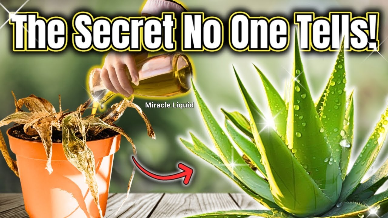 Stop Killing Aloe Vera! Do This Instead!