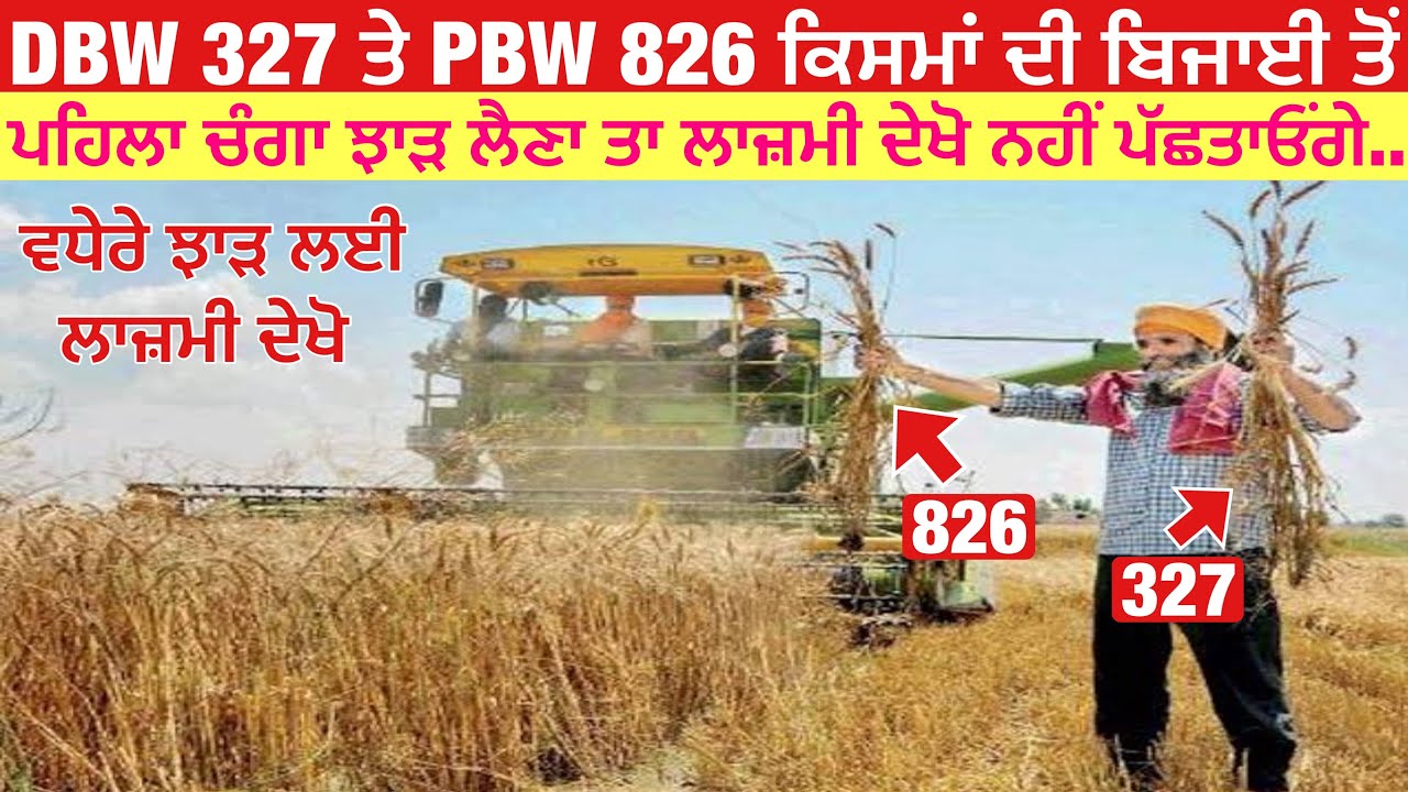 DBW 327 vs PBW 826 wheat | DBW 327 ਤੇ PBW 826 ਕਣਕ ਦੀ ਬਿਜਾਈ ਤੋਂ ਪਹਿਲਾ ਵਧੇਰੇ ਝਾੜ ਲਈ ਲਾਜ਼ਮੀ ਦੇਖੋ