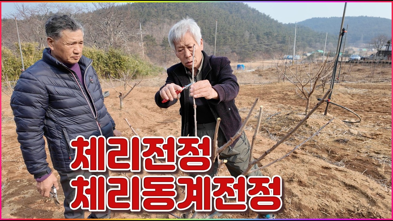 260213 체리동계전정  현장교육
