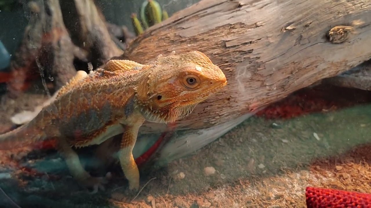 Godzilla vs Crickets Fight!! 😂. #beardeddragon #cricket #cricketlover #godzilla 