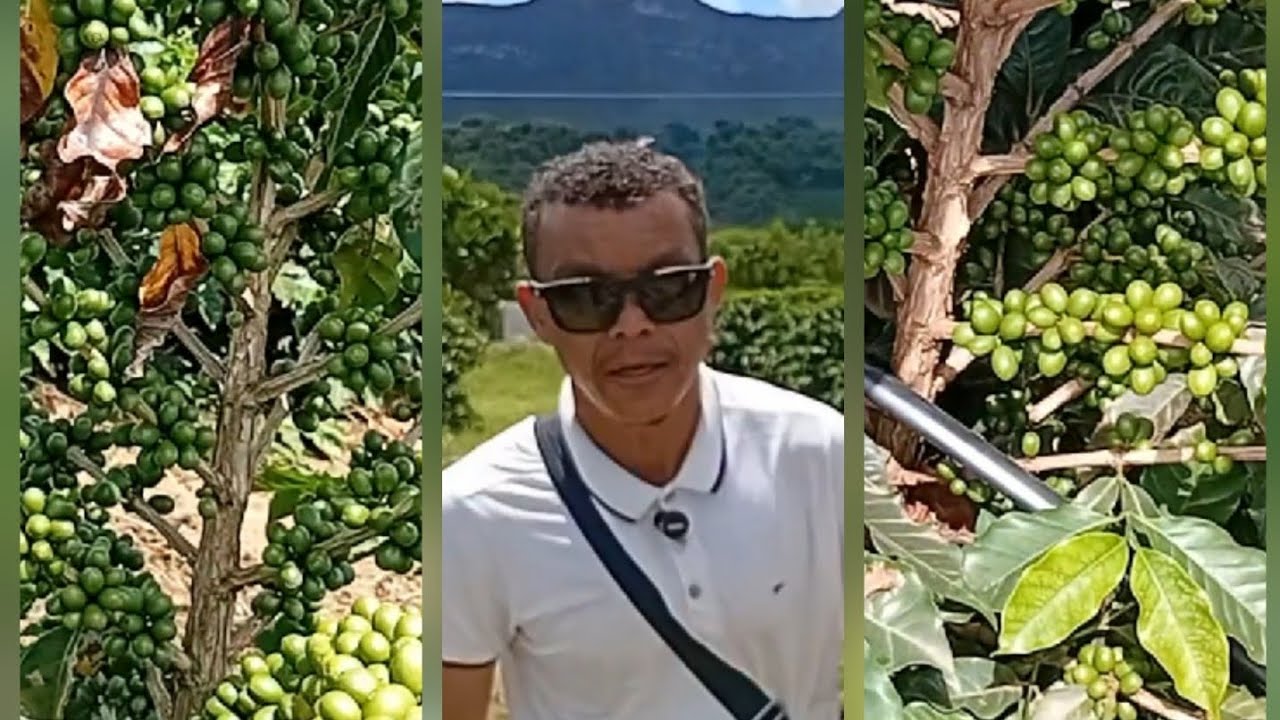Agricultura de café familiar em fazenda Ibicoara Mucugê-BA.