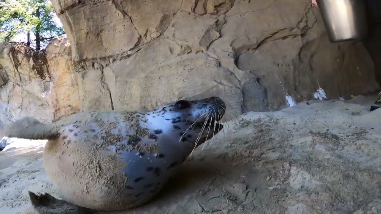 Enthusiastic Harbor Seals Play In The Sand