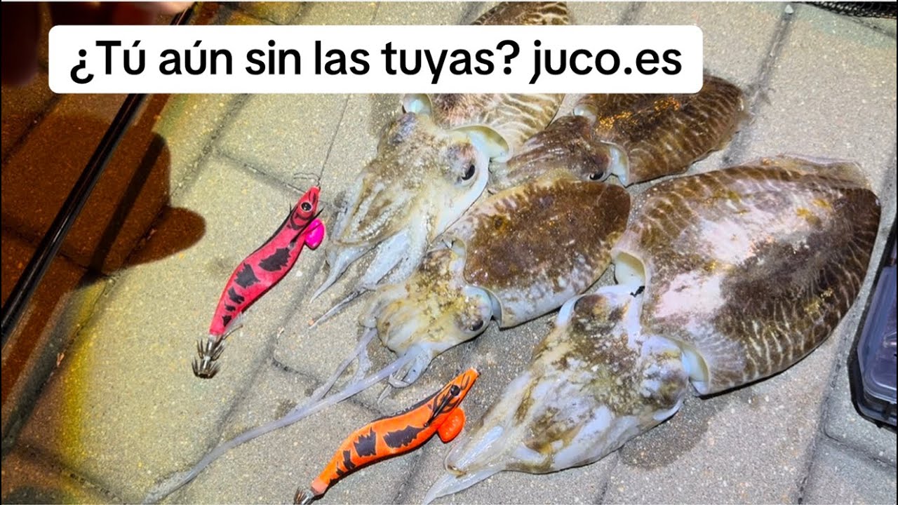 ¡Mira cómo pescan los chocos con las jibioneras JUCO! Disponible ya en www.juco.es