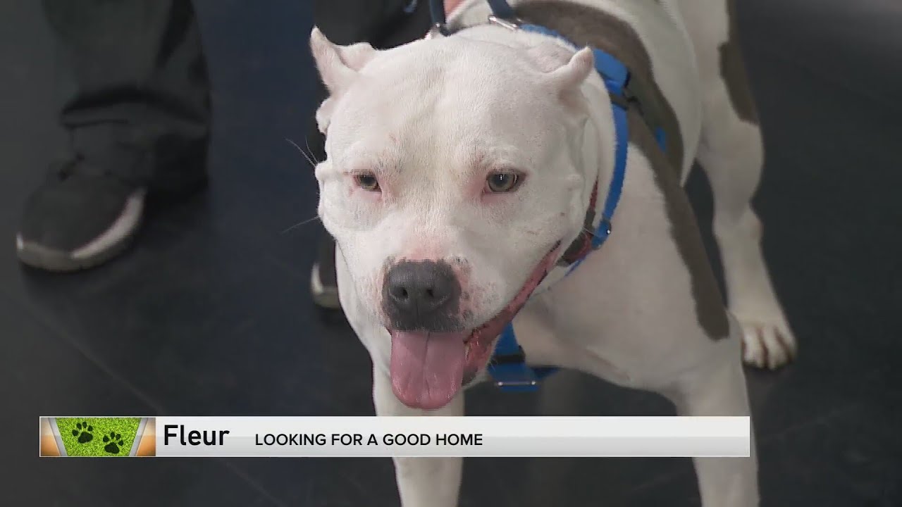 Adopt-A-Pet:  Heartland Animal Shelter