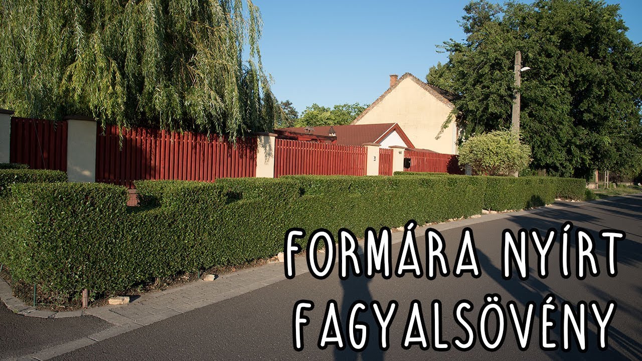 Formára nyírt fagyalsövény