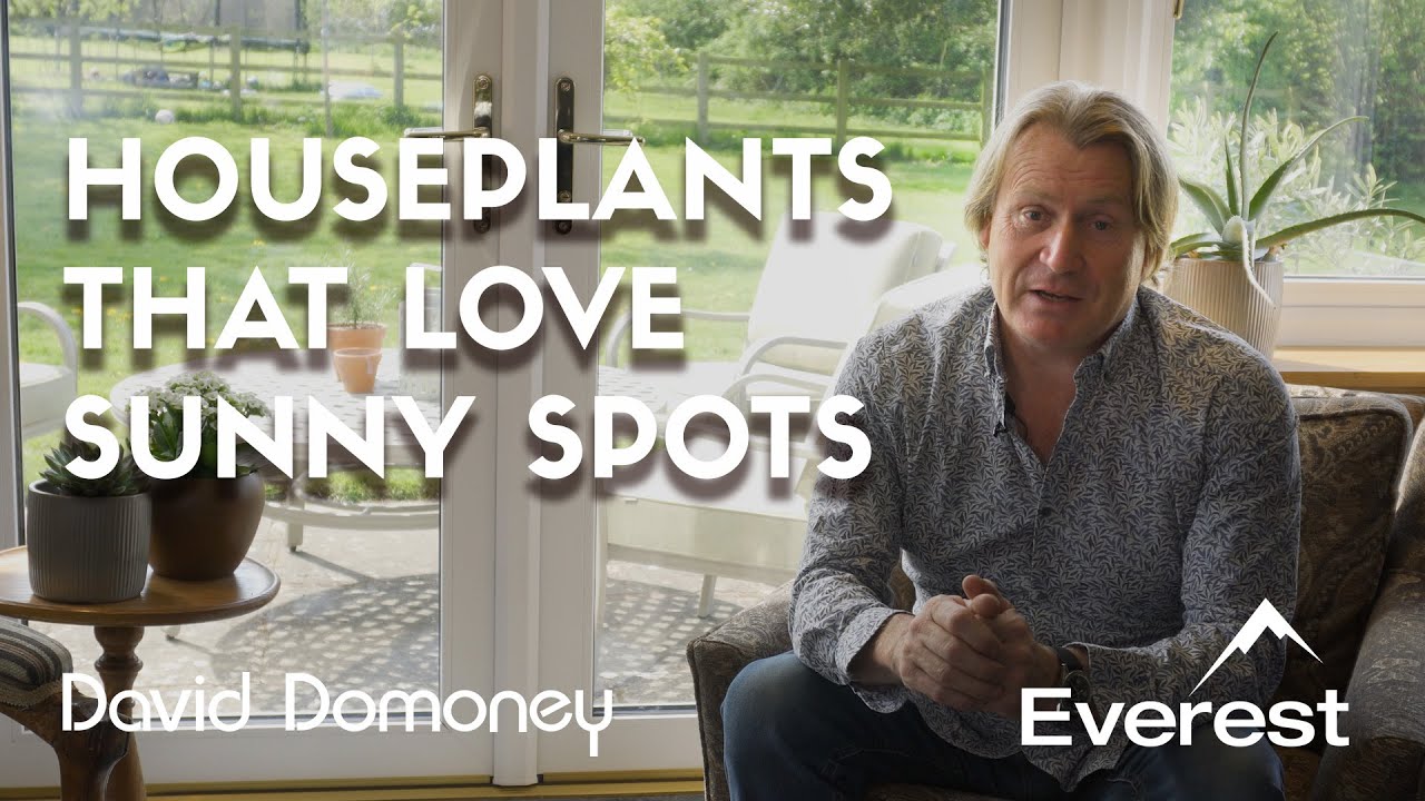 Best Indoor Plants for South-Facing Windows