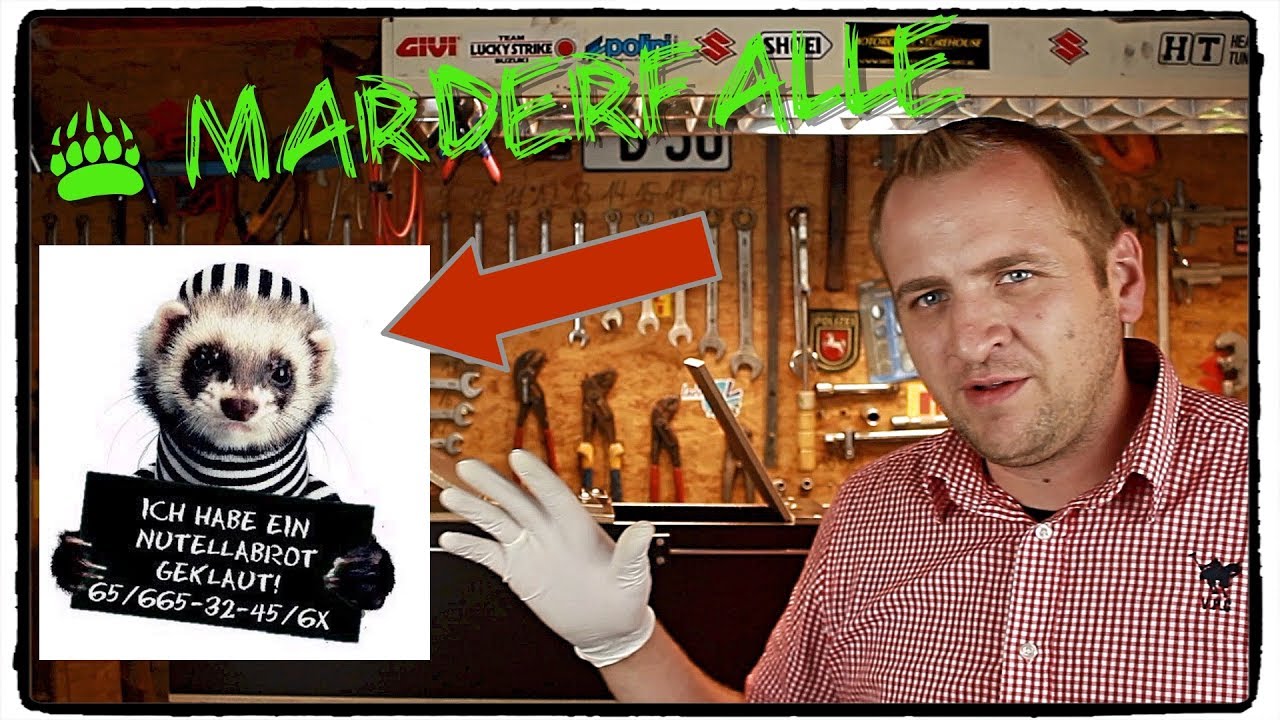 ✅ MARDER FANGEN MIT KASTEN FALLE ( Lebendfalle  ) ! Review und Anleitung Platzhirsch