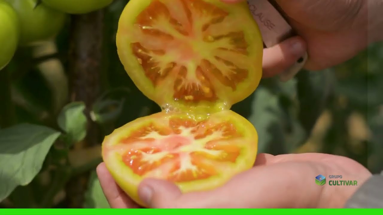 TOMATE LANDALL DA SYNGENTA: POTENCIAL PRODUTIVO DE ALTA PERFORMANCE 🍅