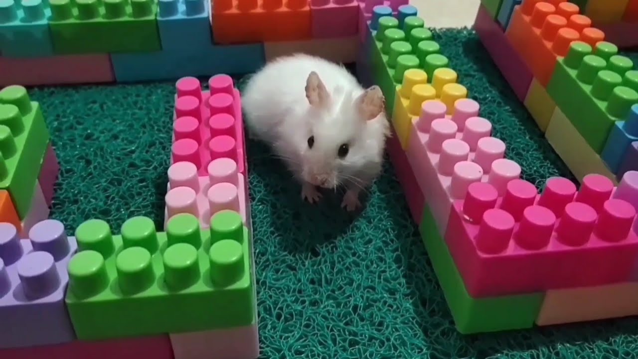 Fun things for my little hamsters 🐹#hamsters #pets #cute #animals #funny #funnyhamster