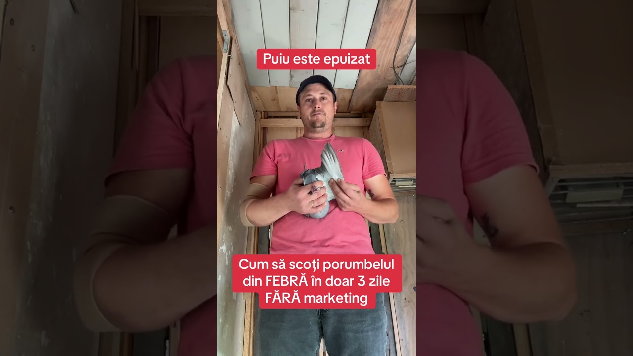 Cum să scoți un porumbel din febră fără produse în doar 3 zile. La mine a funcționat 