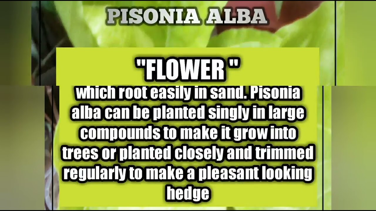 FLORAL PLANTS.PISONIA ALBA ....#plants #viral #vedio #homeplants #flowering