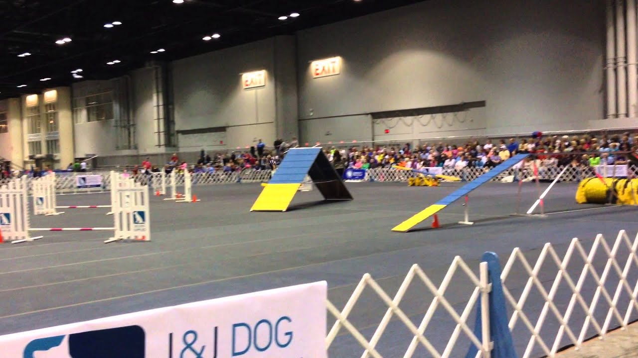 Johanna and Toy Fox Terrier Blink win 8