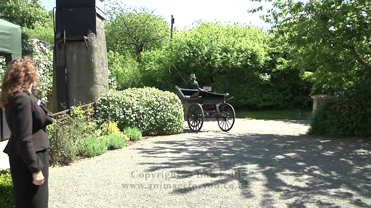 Wedding Horse & Carriage