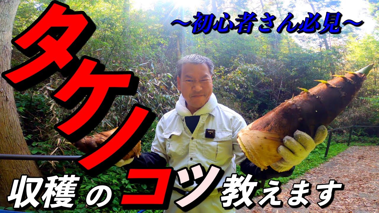 〜簡単に見つかる〜タケノコ掘り。秘訣を教えます。