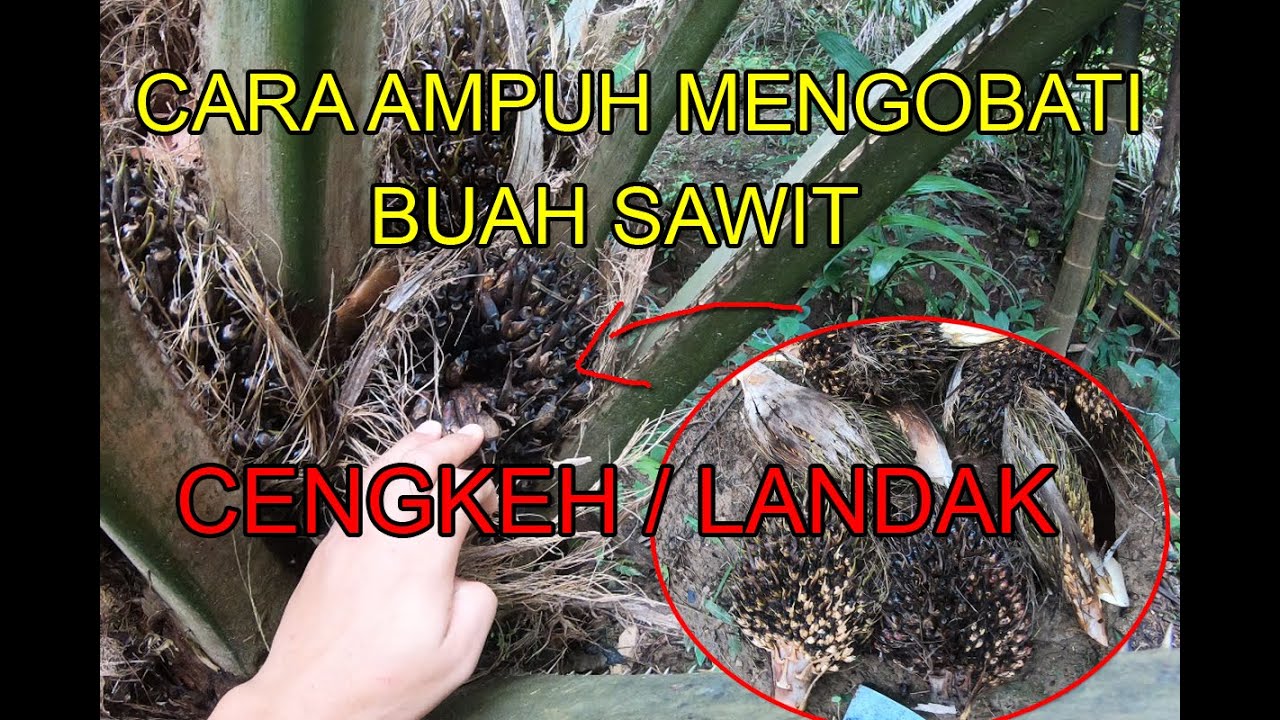 Cara Ampuh Mengatasi Sawit Buah Cengkeh | Tips Mengobati Buah Landak