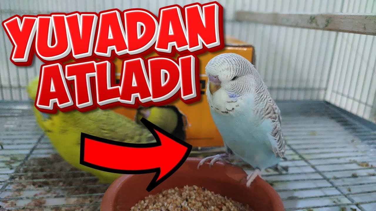 KUŞ YAVRULARI YUVADAN ATLADI