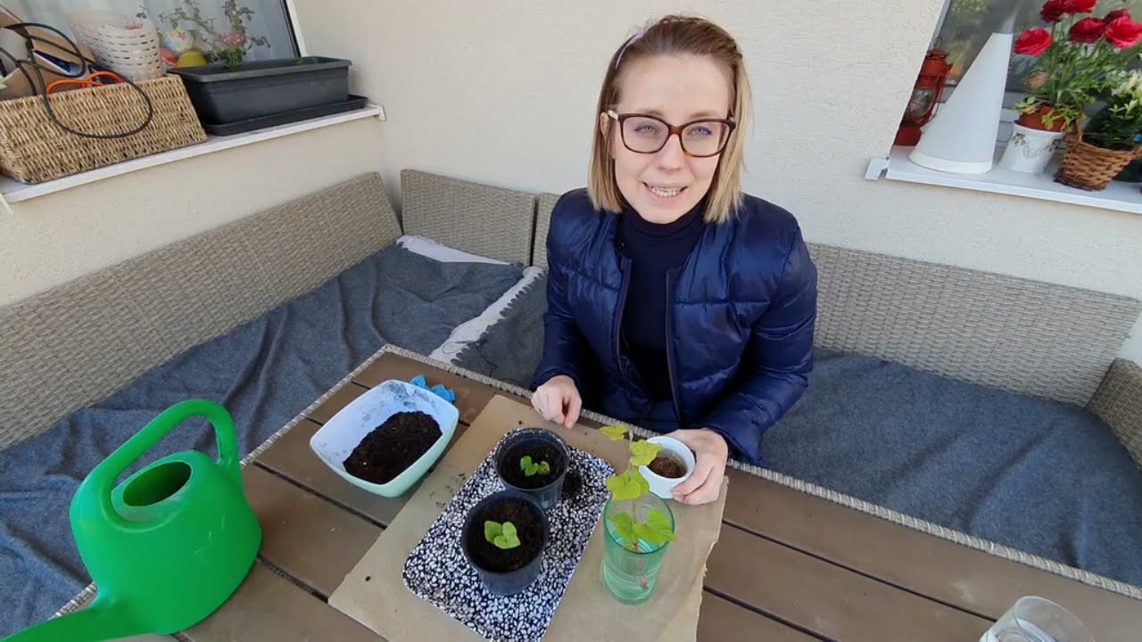 &Eacute;desburgonya pal&aacute;nta nevel&eacute;se egyszerűen