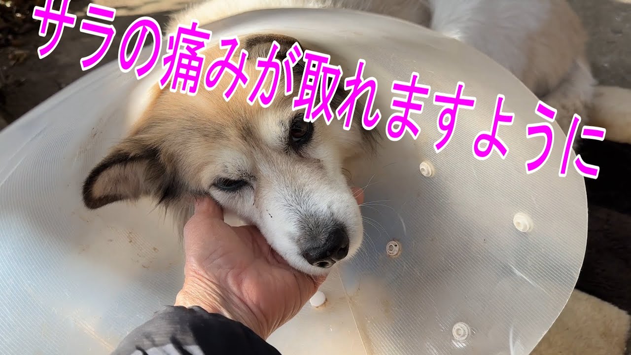 【20251129】草取り3分の2済みました