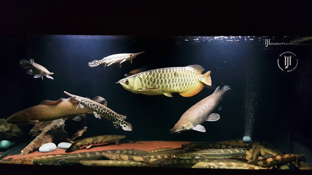 Prehistoric Fish collection featuring Turkana bichir bichir!