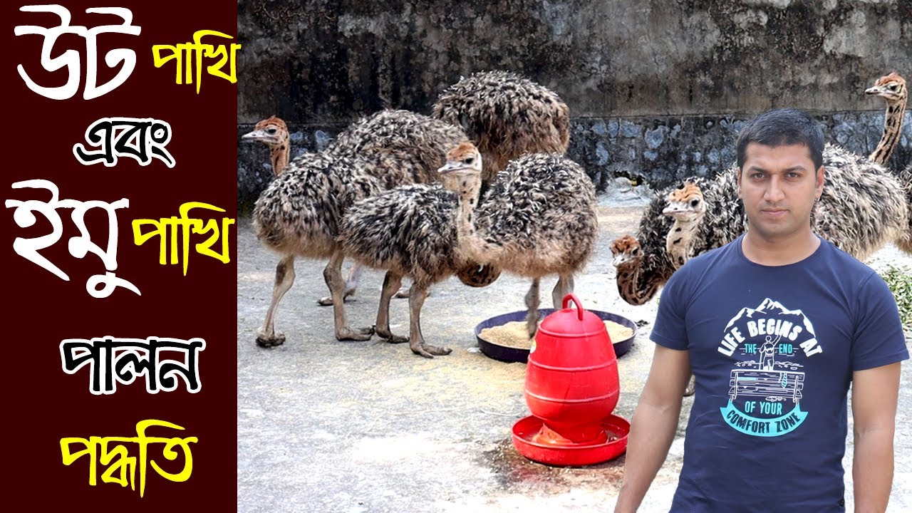 উট পাখি এবং অস্ট্রেলিয়ান ইমু পাখির খামার। উট পাখির বাচ্চা বিক্রয়। ostrich and imo Bird