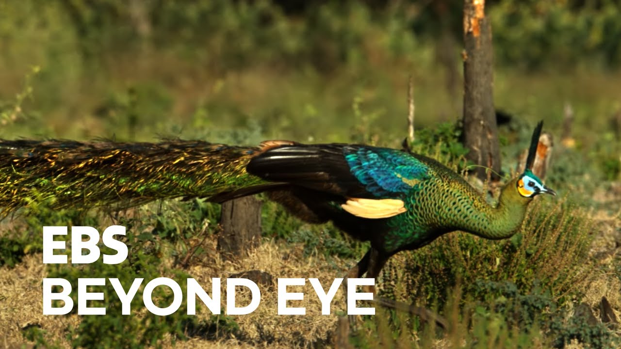 [4K] The Graceful Figure of a Peacock | EBS Nature Documentary