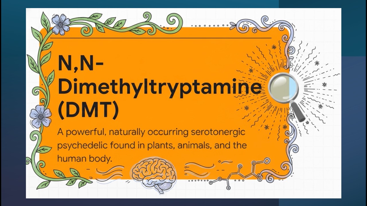 The Evolution of DMT: Pathways and Brain Connectivity (Gupta et al., 2025)