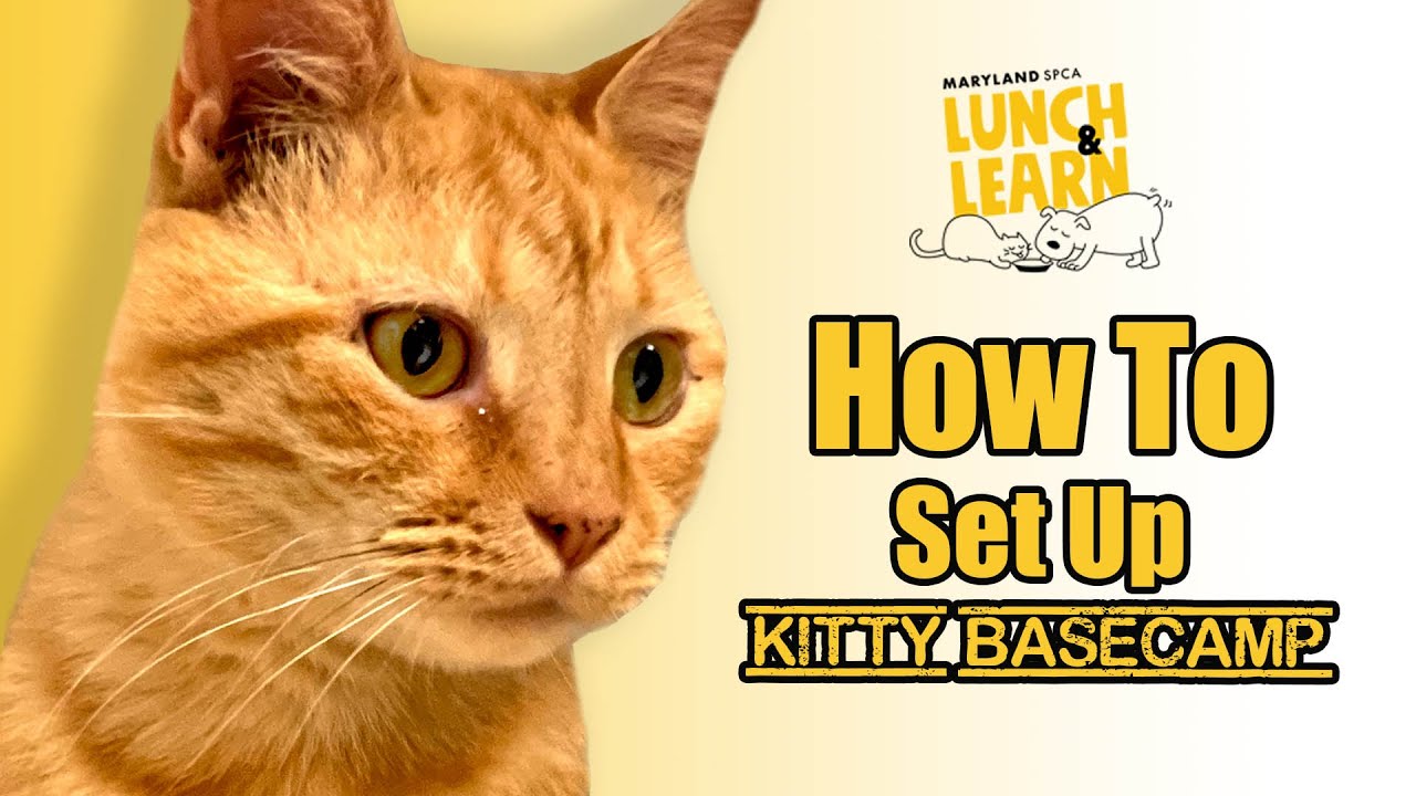 How to Set Up Kitty Basecamp