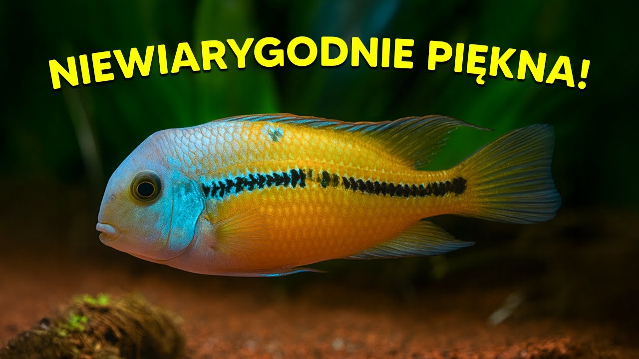 PIELĘGNICA NIKARAGUAŃSKA - NIEWIARYGODNIE PIĘKNA, A  MAŁO POPULARNA!