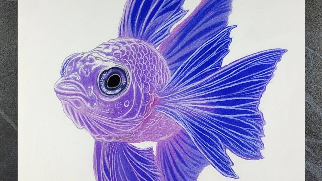 Realistic Beautiful Fish Drawing | Colour Pencil Timelapse Art 