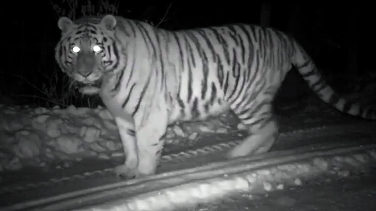 Wild Snow Tiger Footage | Operation Snow Tiger | BBC
