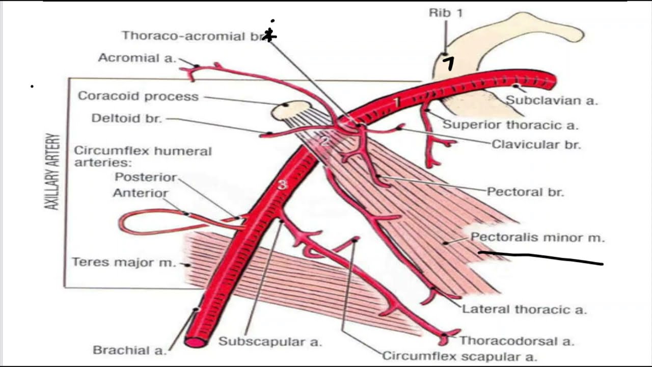 ANATOMY HIGH YIELD DIAGRAMS | DR  BYSON EM