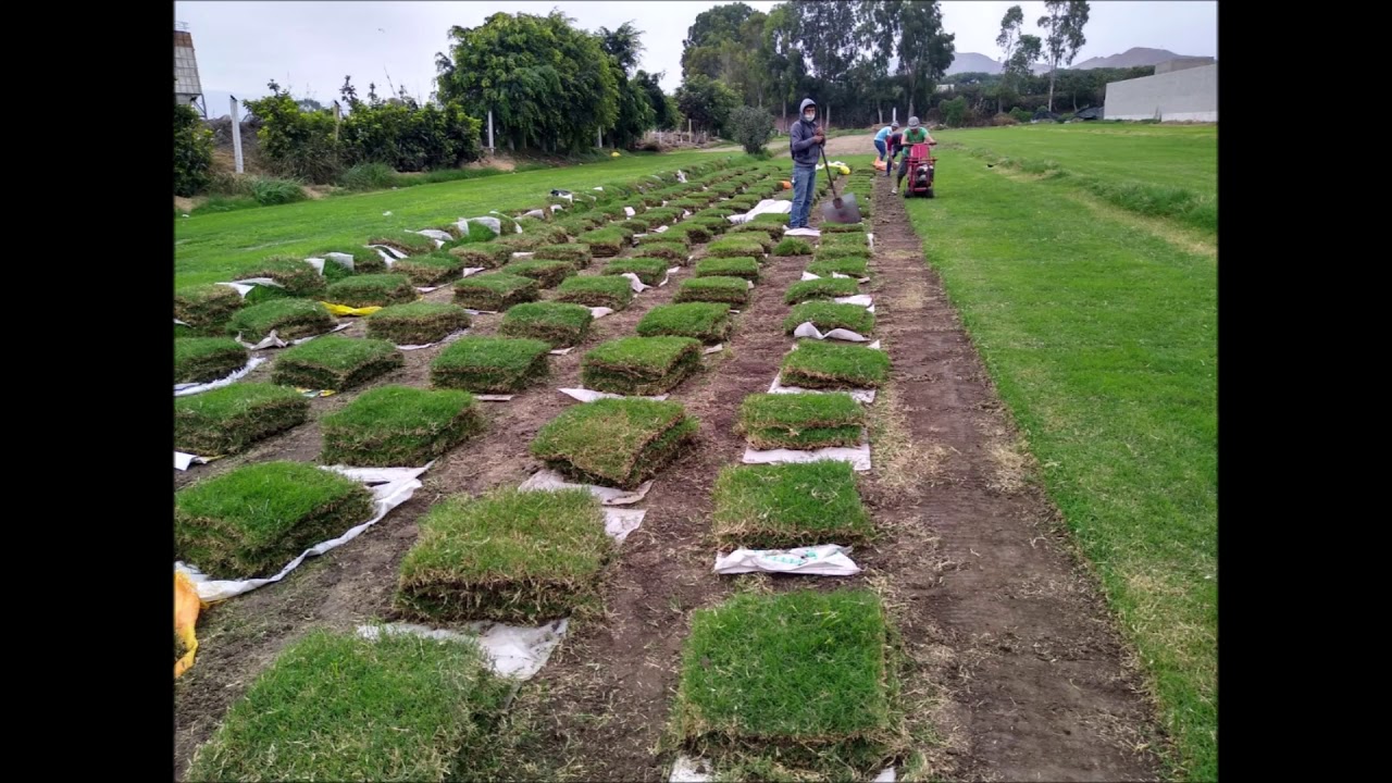 grass paspalum