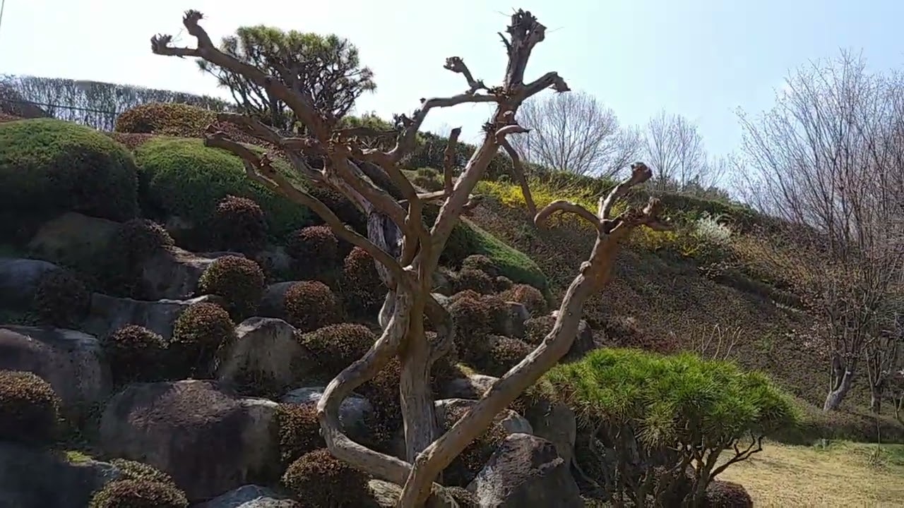 배롱나무(백일홍나무) 저렇게 잘라도 되나요?