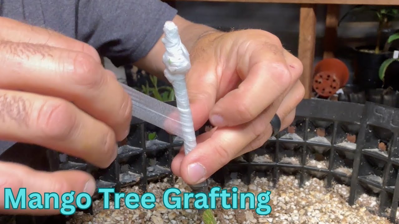 How To Graft A Mango Tree Step By Step