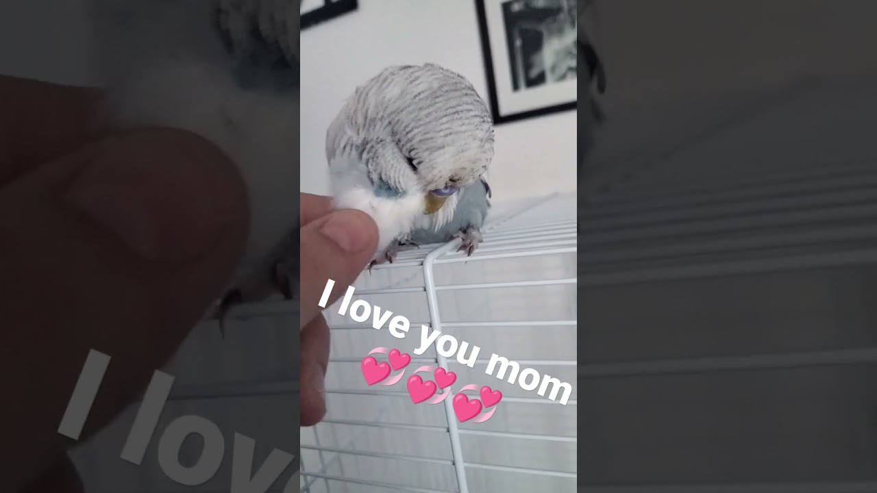 Оскар обожает когда его гладят 😁❤️ #budgerigar #muhabbetkuşu #чех #showjumbo