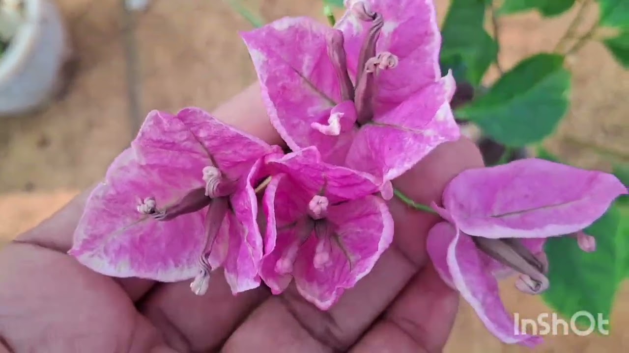 Bougainvillea sale video# plants# bougainvillea9656868918