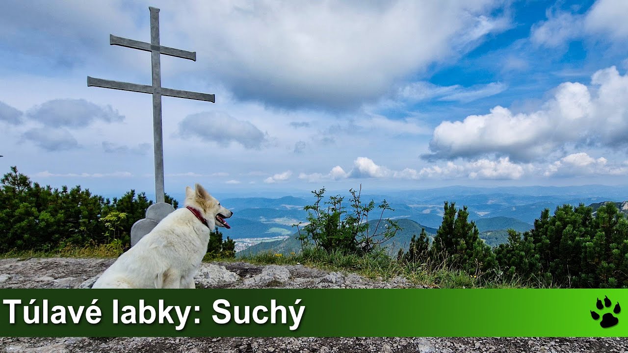 Túlavé labky: Suchý zo Strečna (Malá Fatra)