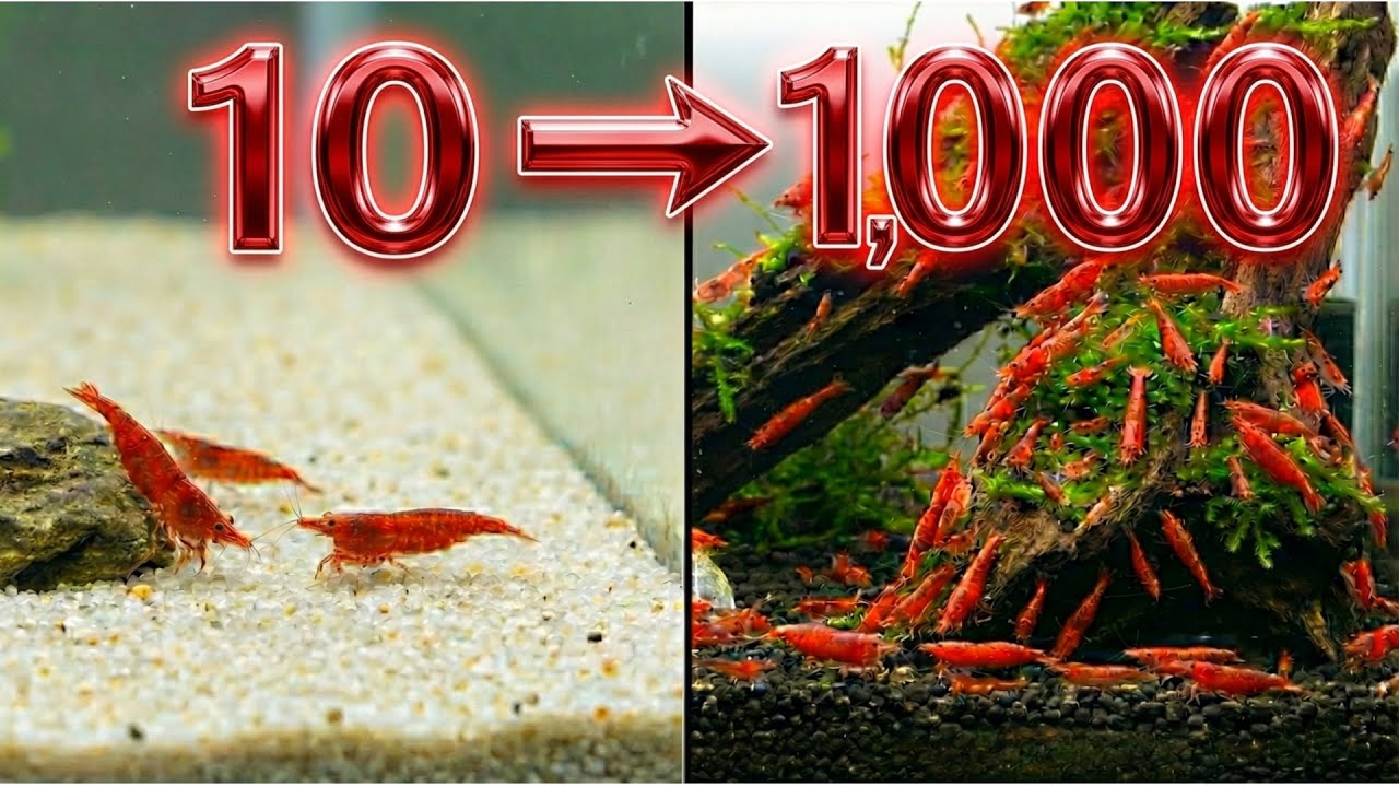 Как создать армию вишневых креветок (от 10 до 1000 креветок)