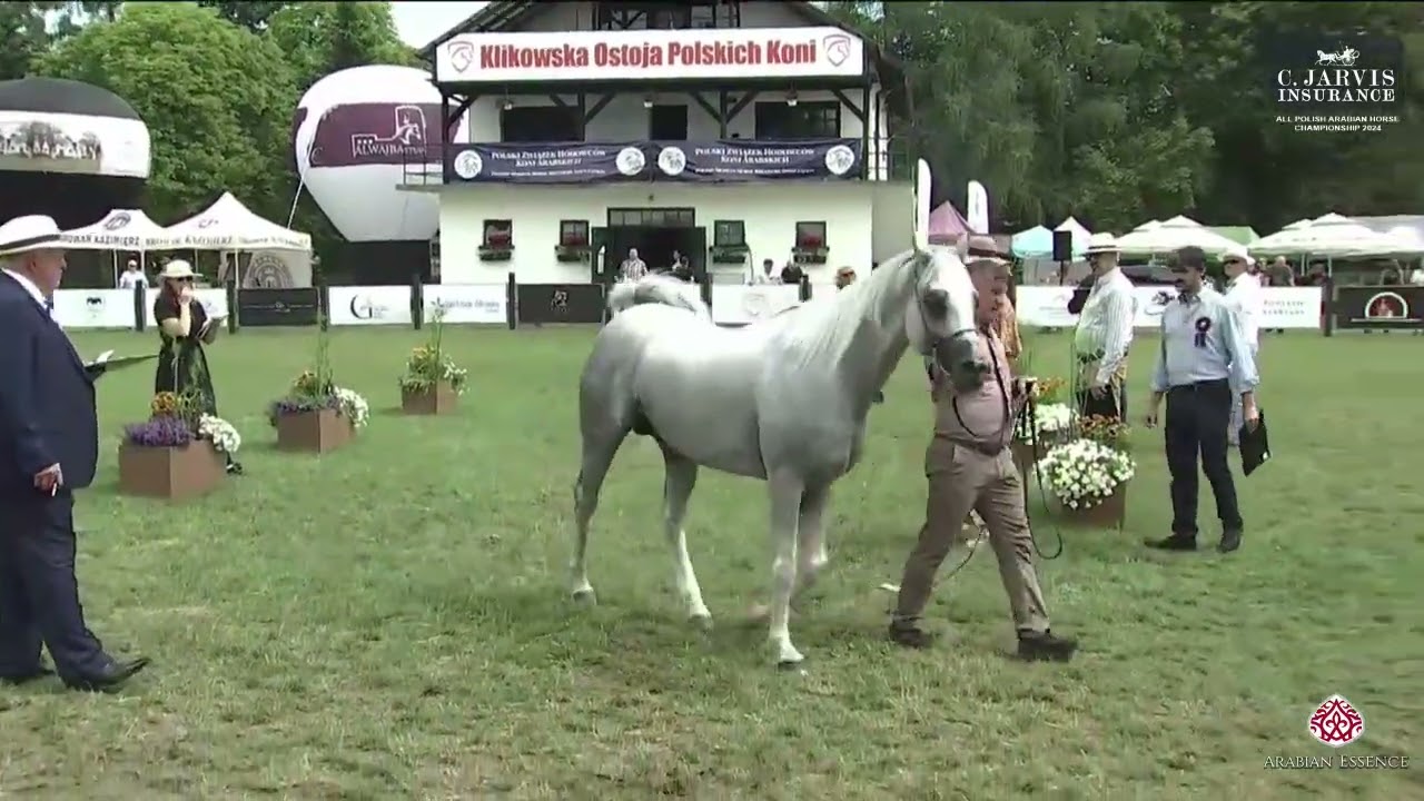 N.113 DEXCALIBUR - All Polish Arabian Horse Championship 2024 - Stallions 4-9 Years Old (Class 11)