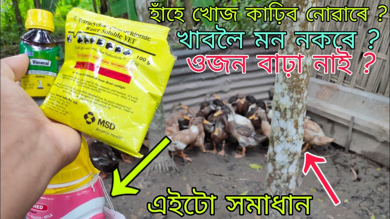 হাঁহ-মুৰ্গীৰ বাবে Best medicine/খোজ কাঢ়িব নোৱাৰে,দানা নাখায় বহি থাকে-এইটো সমাধান/Duck- hen medicines