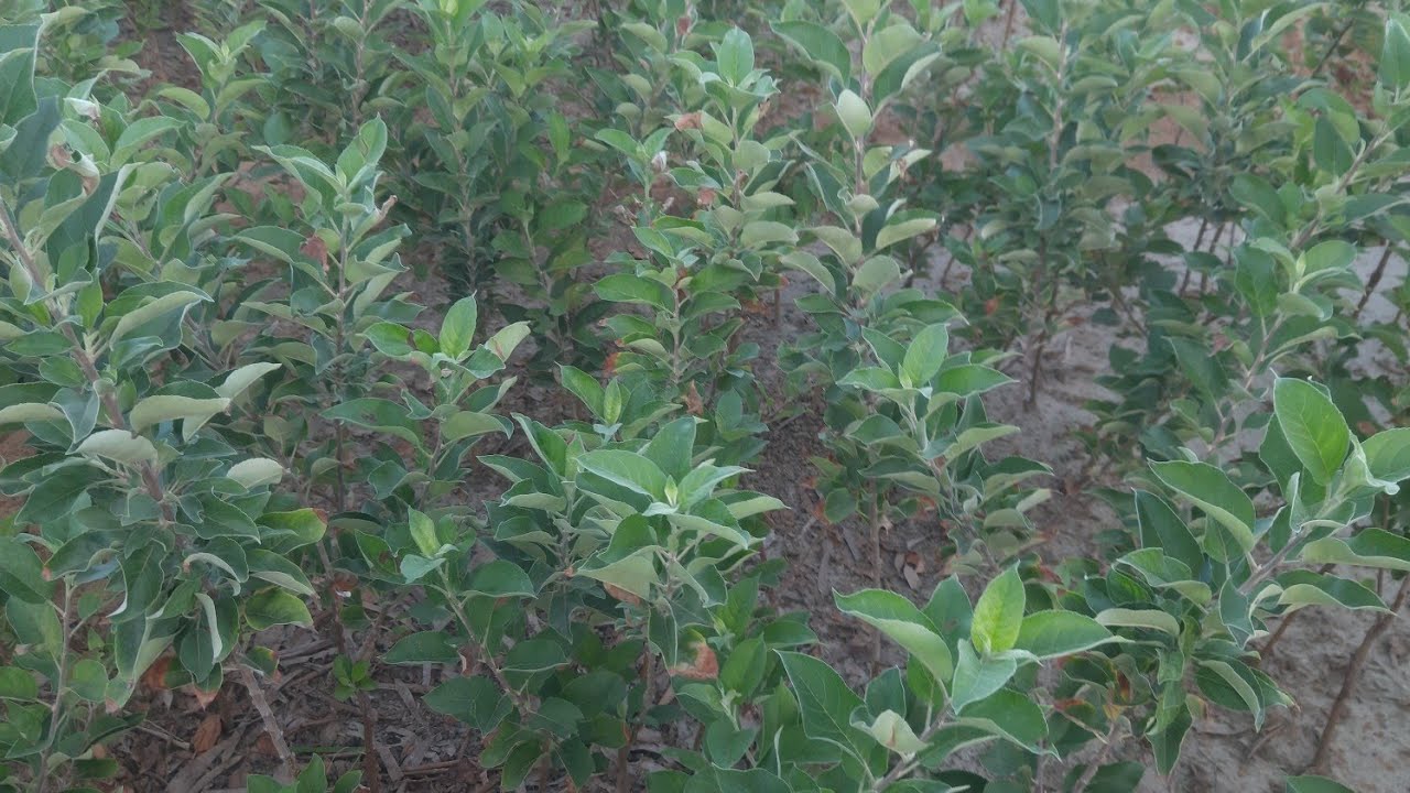 ||9467575721||hot climate fruit plant booking apple,aadu,aalubukhara,anjeer,Apricot,Persimmon,walnut