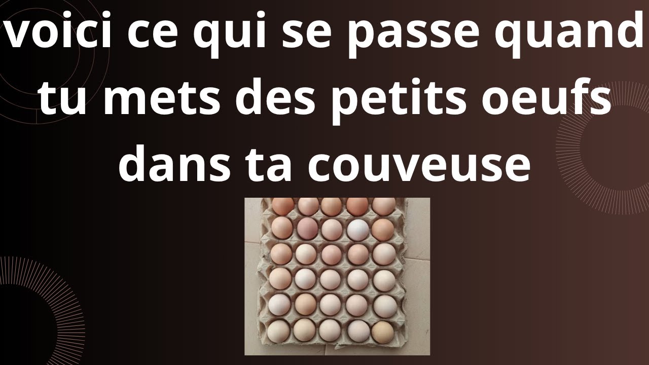 voici se qui se passe quand tu mets des petits  oeufs  dans ta couveuse