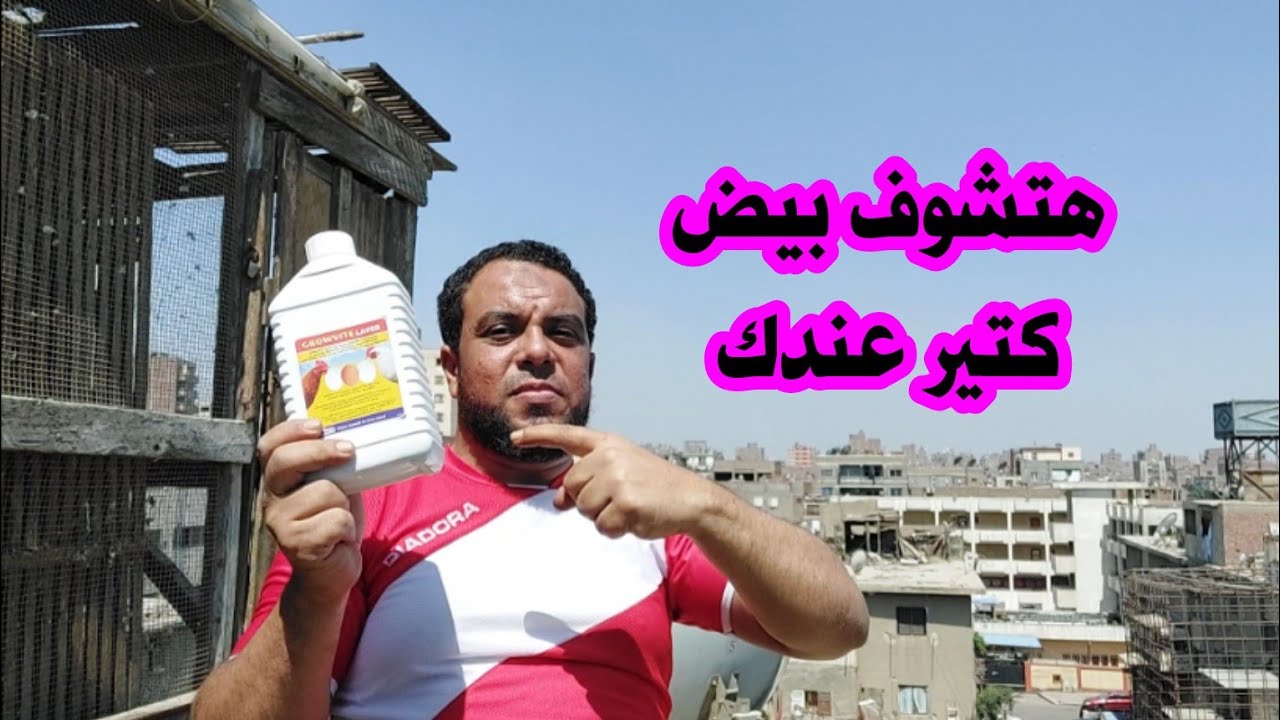 بالمنتج ده هتشوف بيض كتير عندك والحمام عمره ما يتأخر في البيض ✌️✌️