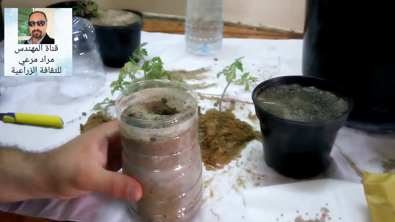 ازرع طماطم وبندورة بمنزلك وأحصل على ثمار جميلة  Tomatoes  حلقة 13