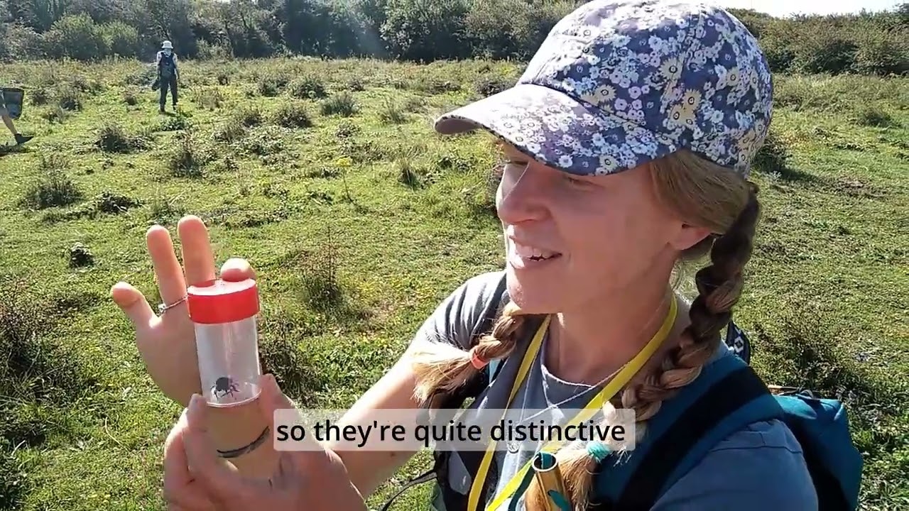 Bumblebee ID Day at Braunton Burrows
